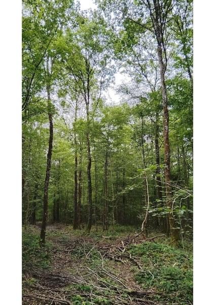 Forêt domaniale de Macey - JEP 2026