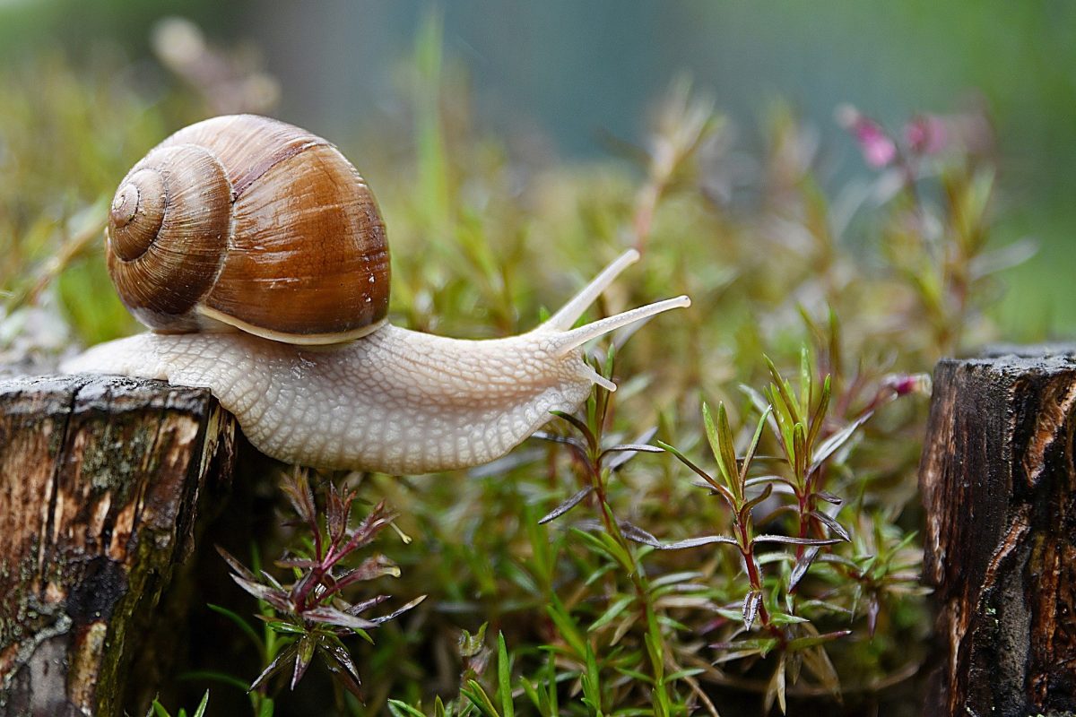 Escargots Le Jacquin