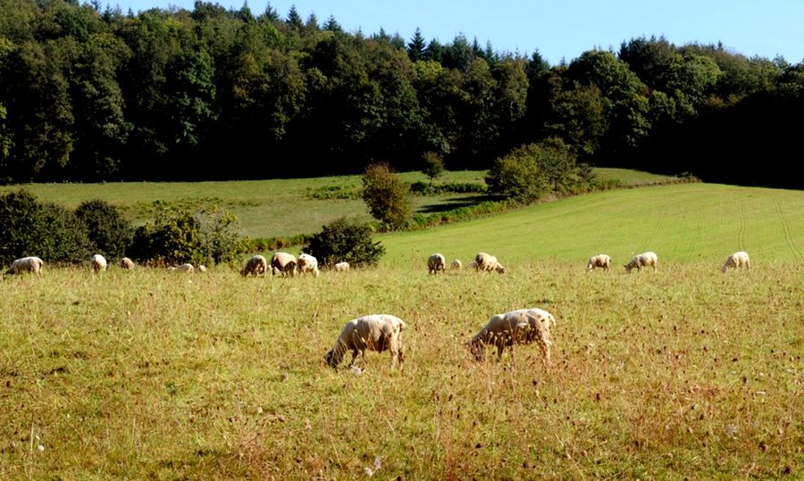 Ferme de Grandchaud