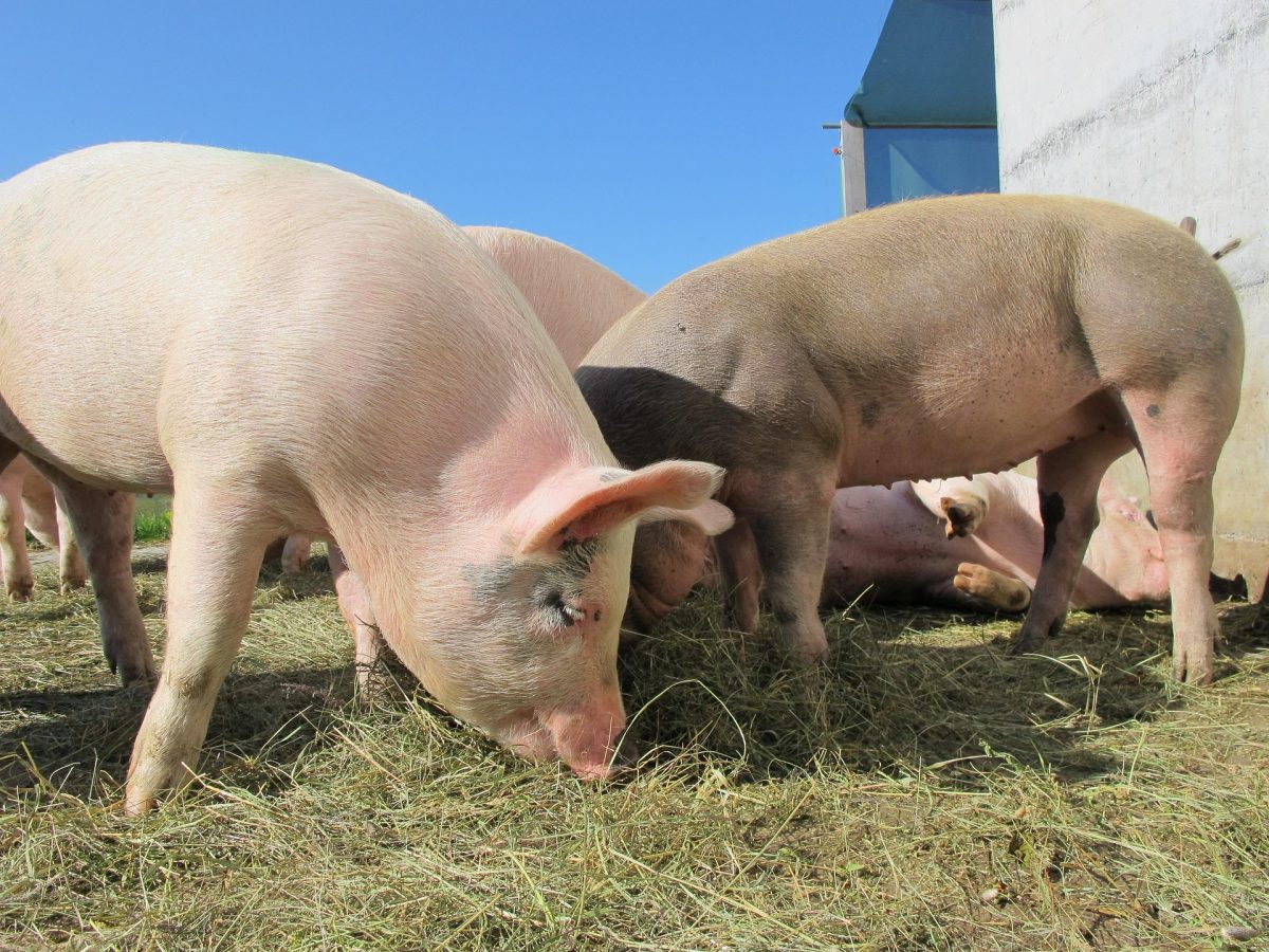 Les Cochonnailles