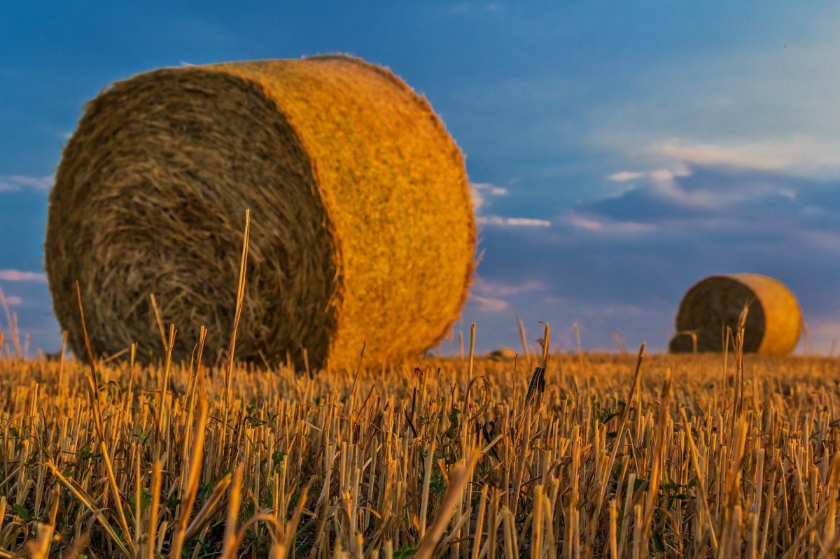 LA FERME DU COUFFIN