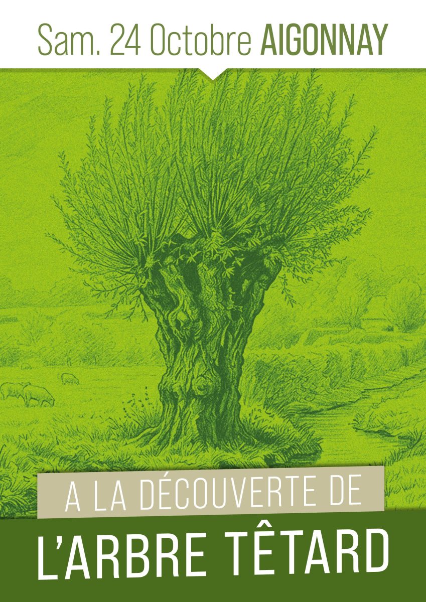 À la découverte de l'arbre tétard