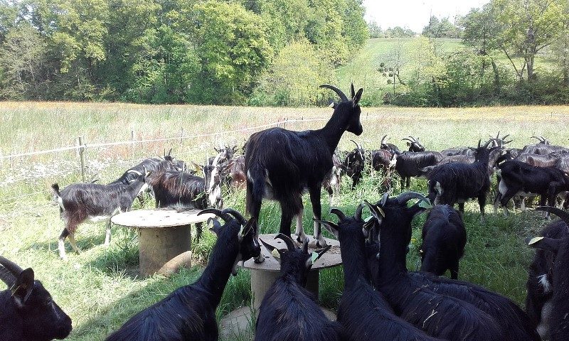 Biquettes et Compagnies