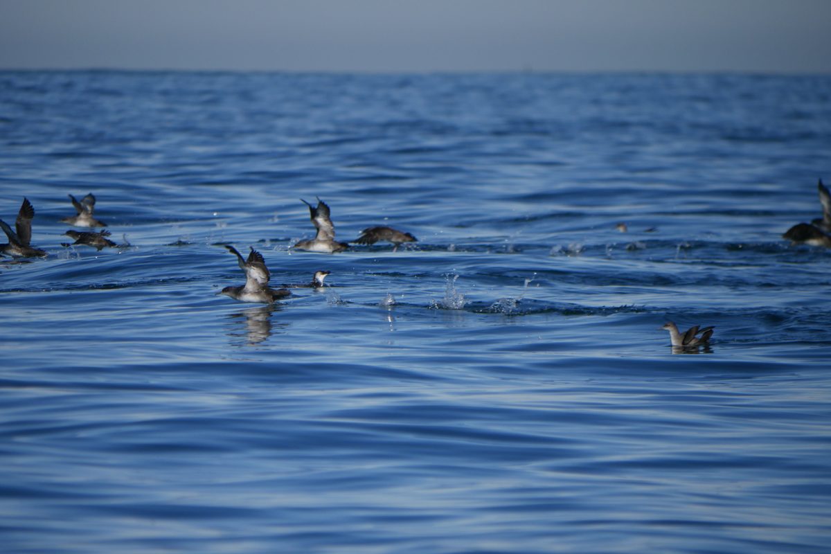 Conférence "Oiseaux marins, cétacés et changements climatiques"