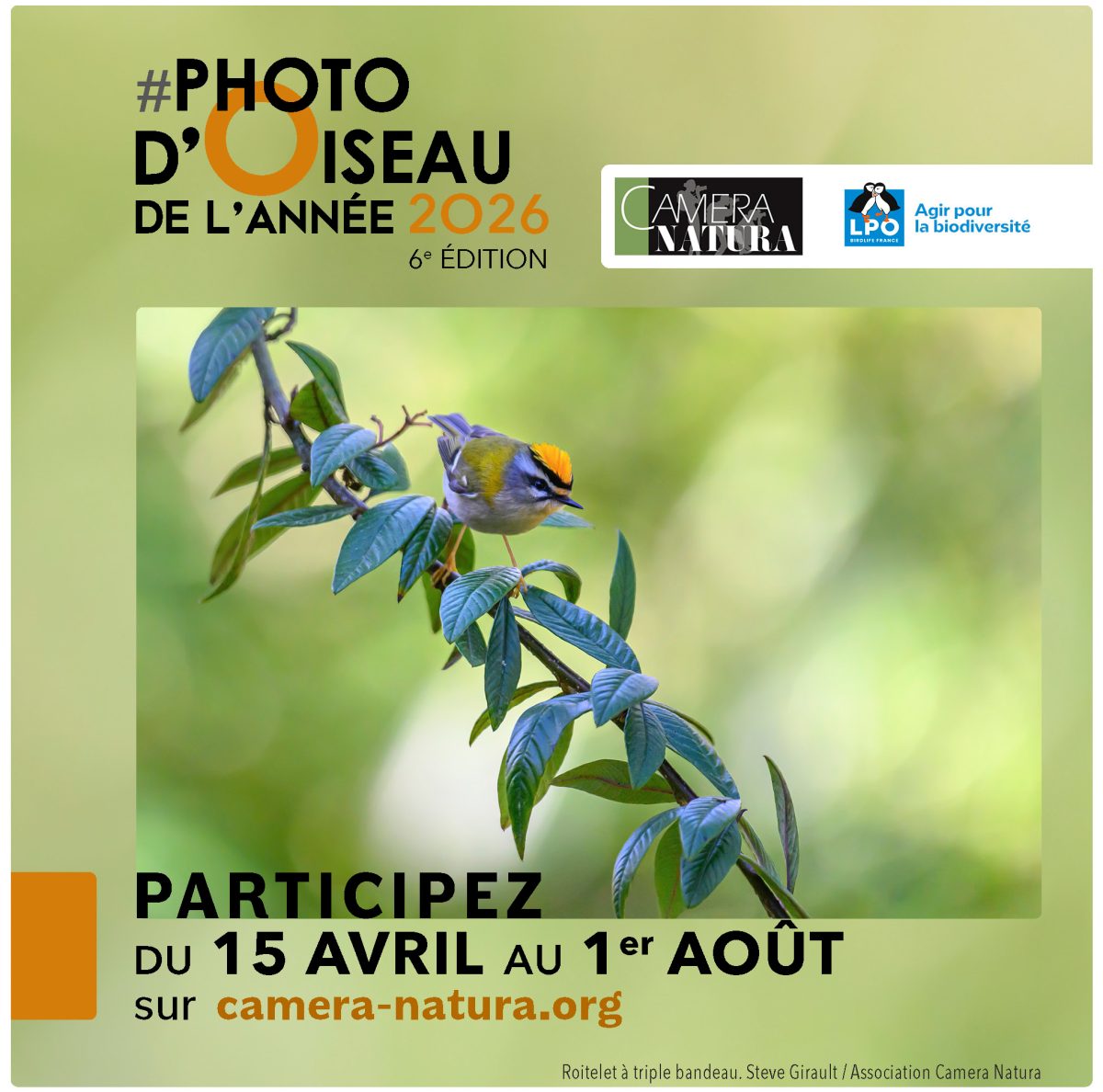 PHOTO D’OISEAU DE L’ANNÉE 2026