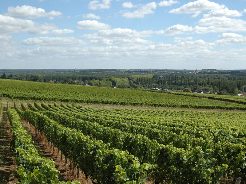 Balade dans les vignes et dégustation