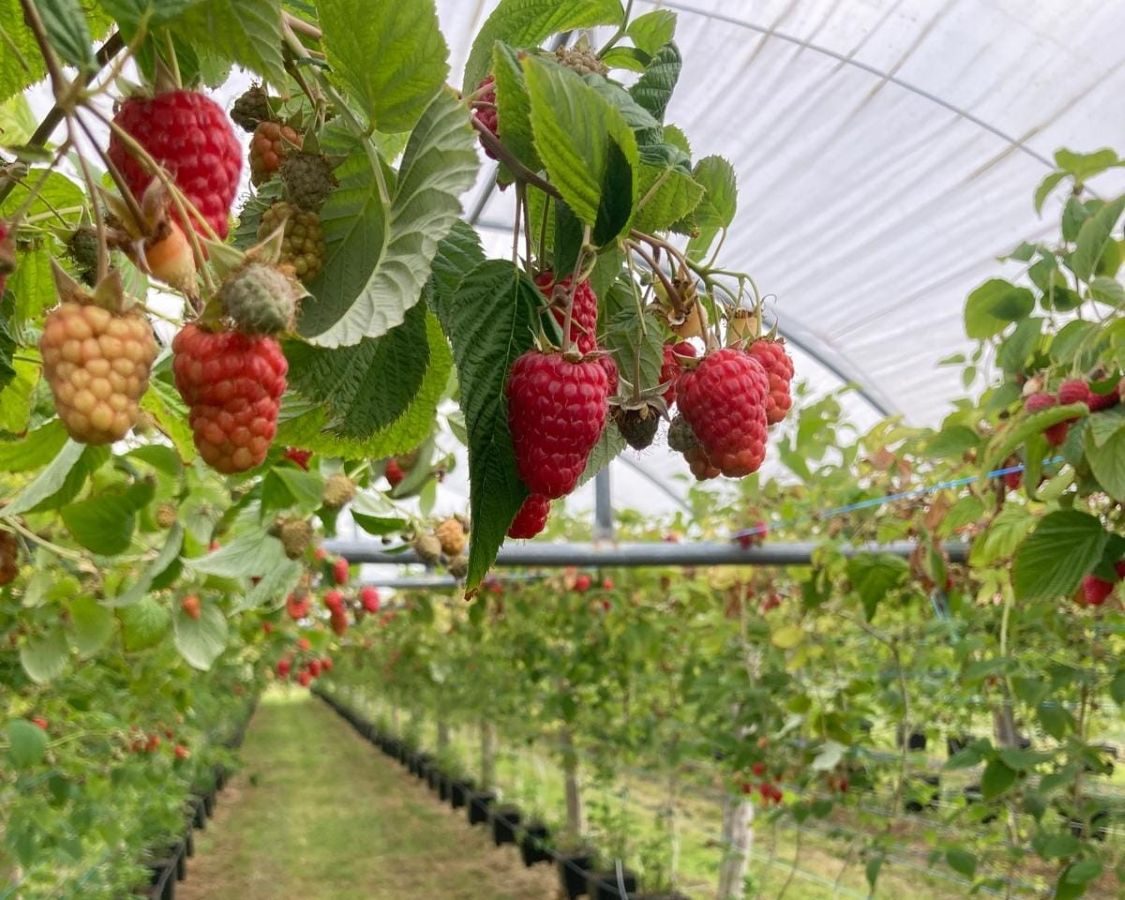 Ferme Montfruit du Bocage