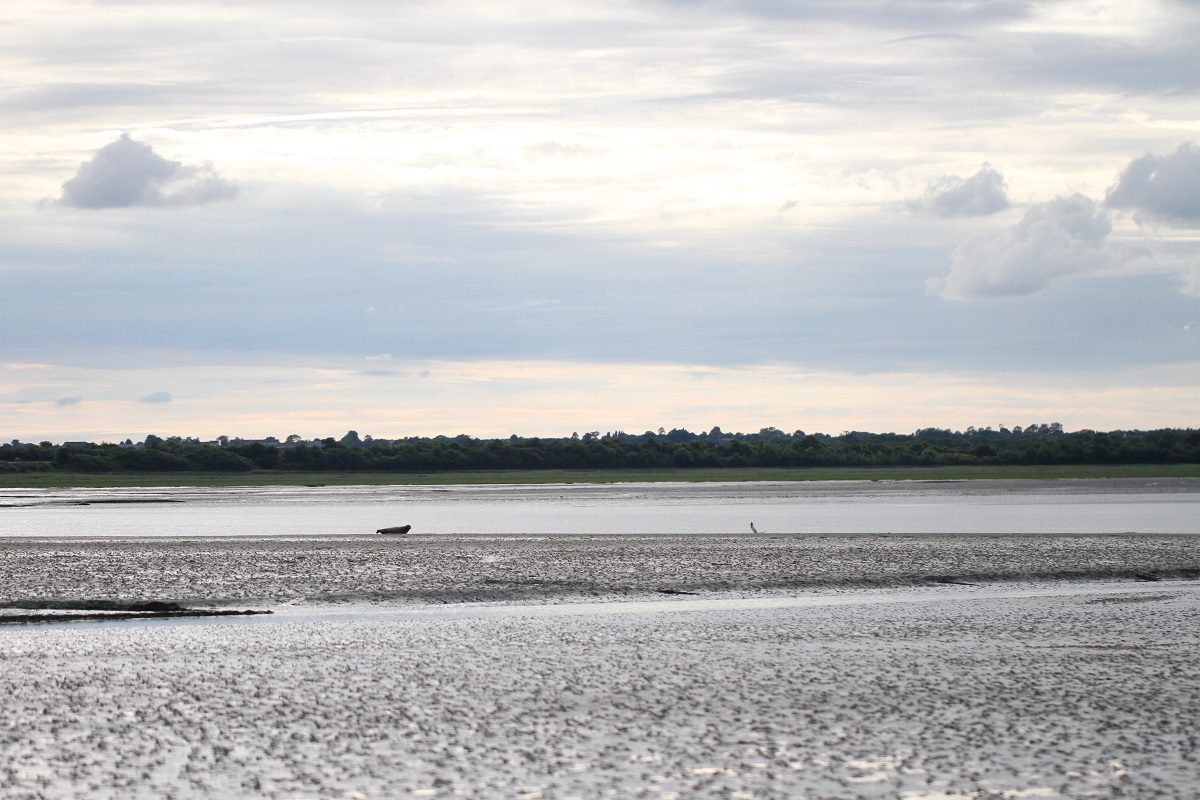 Baie des Veys : ses oiseaux, ses phoques