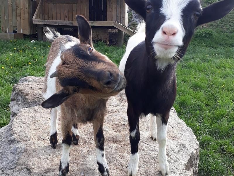 Ferme pédagogique du pichet
