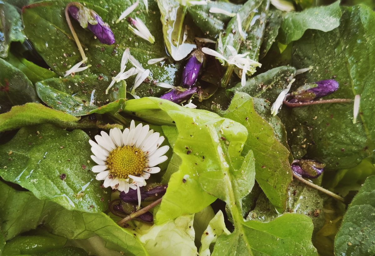 Balade plantes sauvages comestibles et médicinales