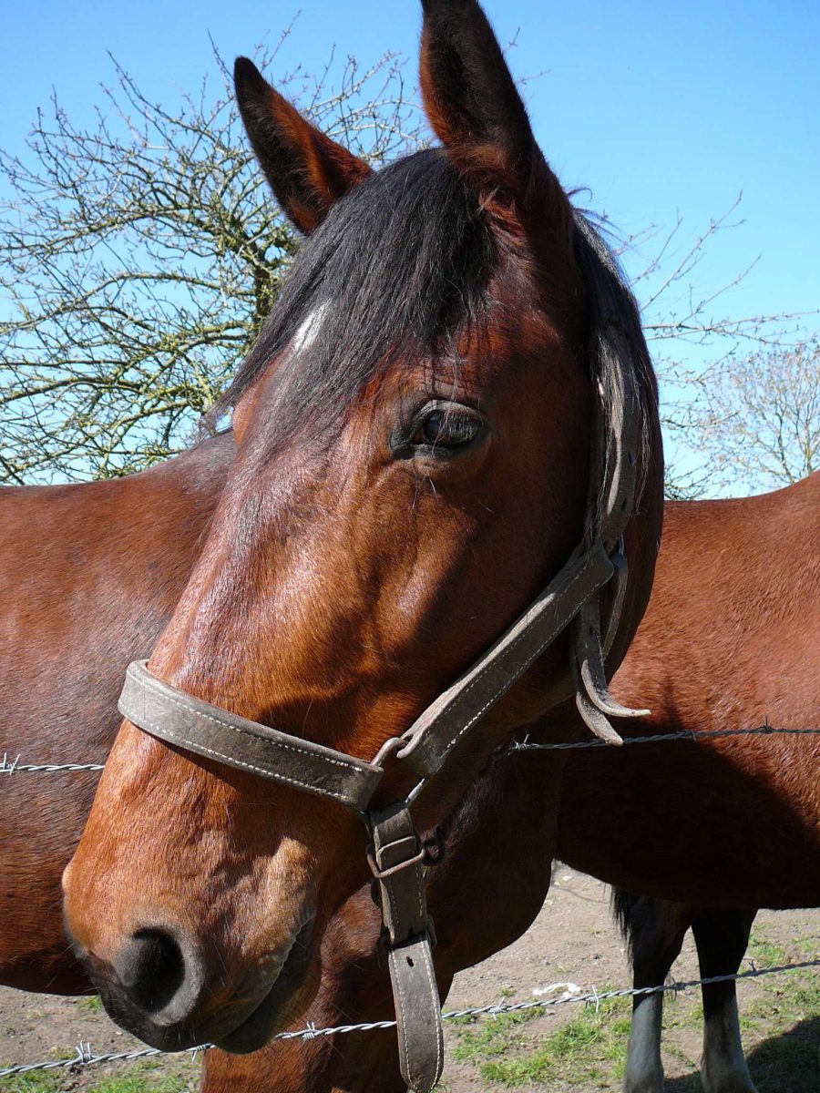 Exposition temporaire "Terre de champions, les célèbres chevaux d'Isigny-sur-Mer"
