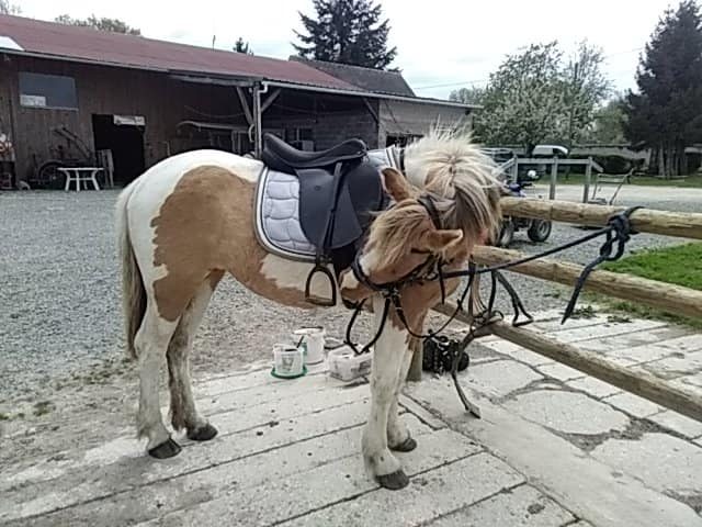Poney Club - Tous à cheval