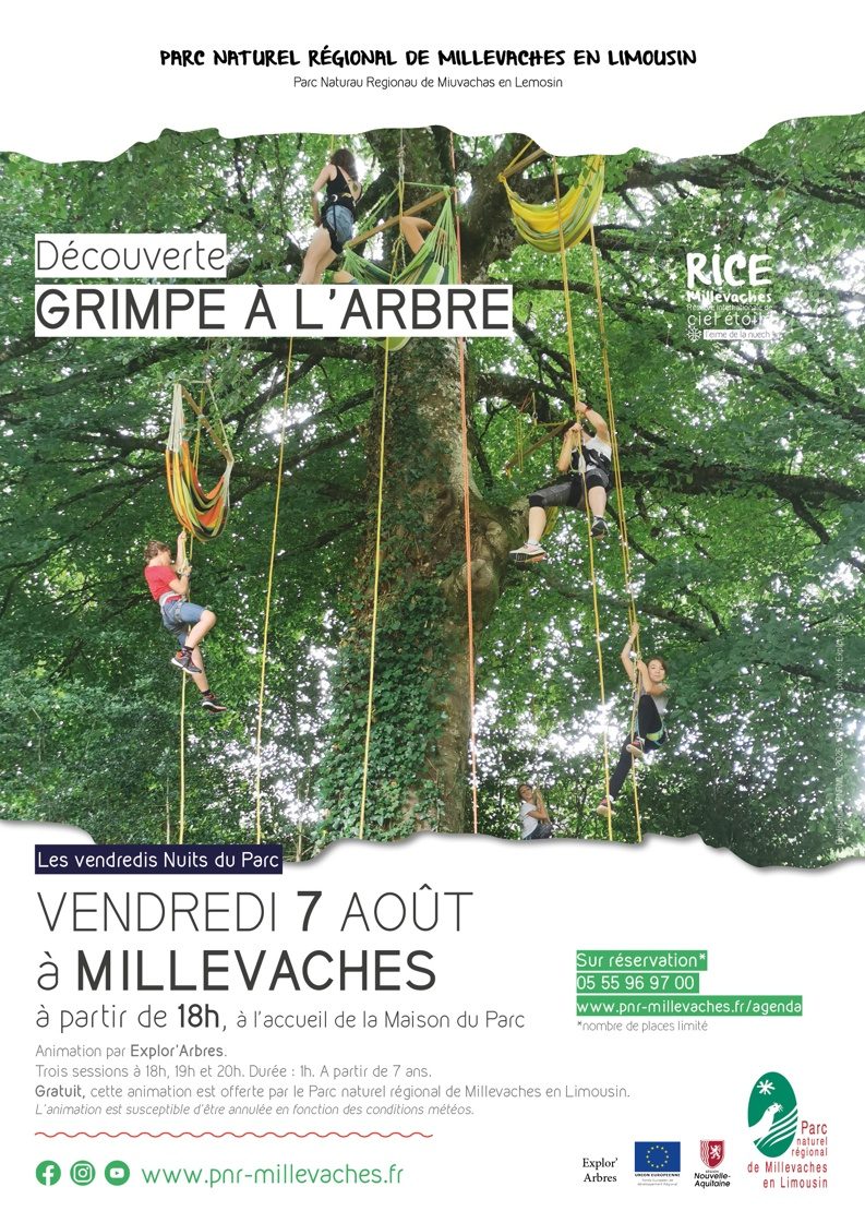 Grimpe d'arbre
