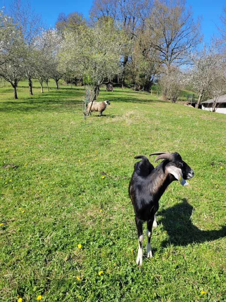 La Ferme de Marie et Jimmy