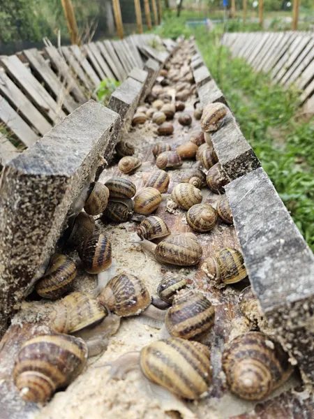 ESCARAGOLS