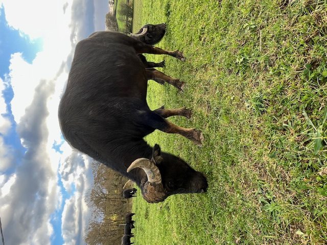 Le champ des bufflonnes