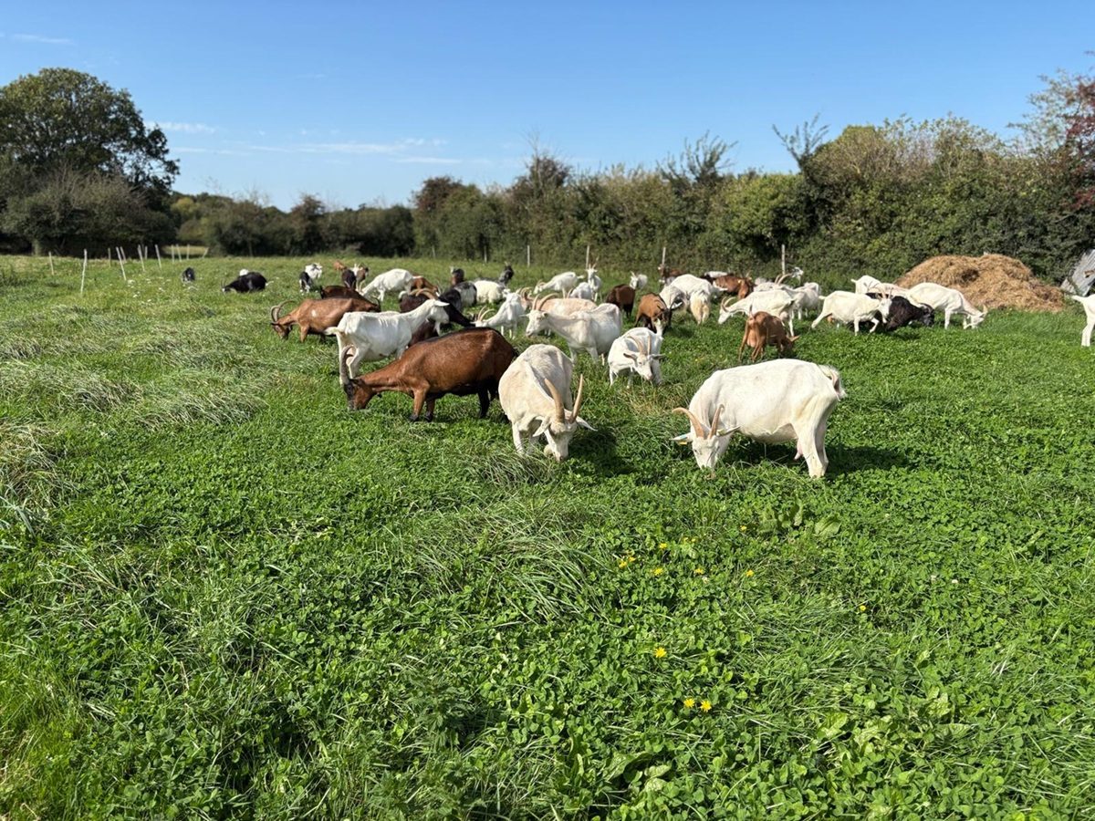 La Chèvrerie du Bouc'Ay