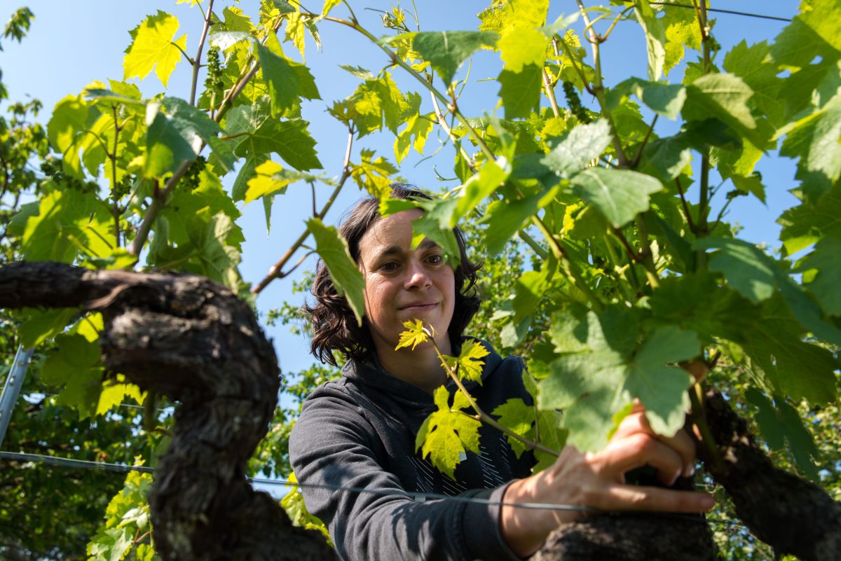 Activités Oenotouristiques au Domaine Sauvète