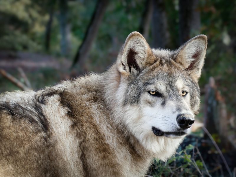 Wolfdog Paradise