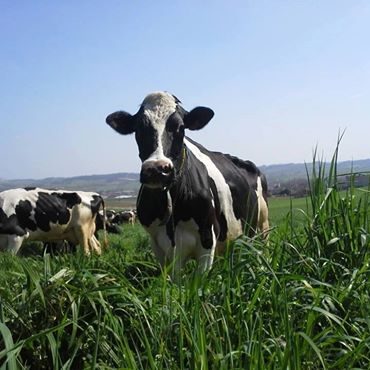 Lait Frères