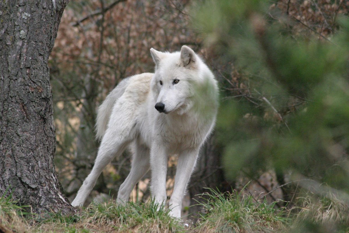 PARC DES LOUPS DU GEVAUDAN