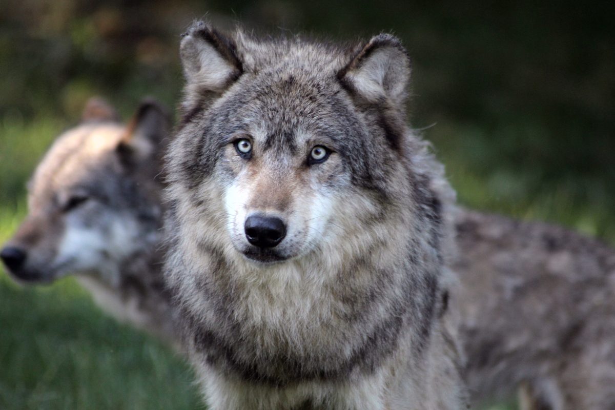 Parc Animalier de Gramat