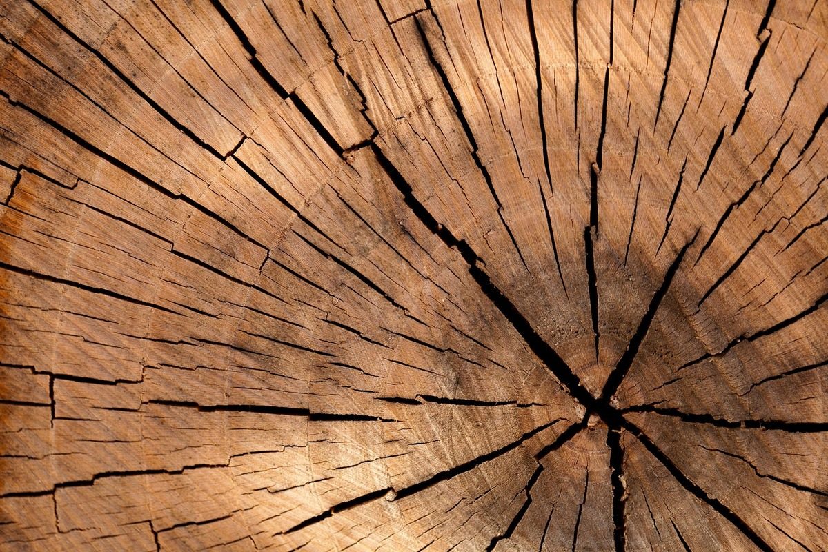 Atelier créatif empreintes d'arbres