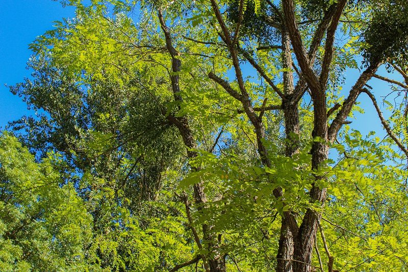 ATELIER CARTOGRAHIE "RACONTONS NOTRE VIE AVEC LES ARBRES"