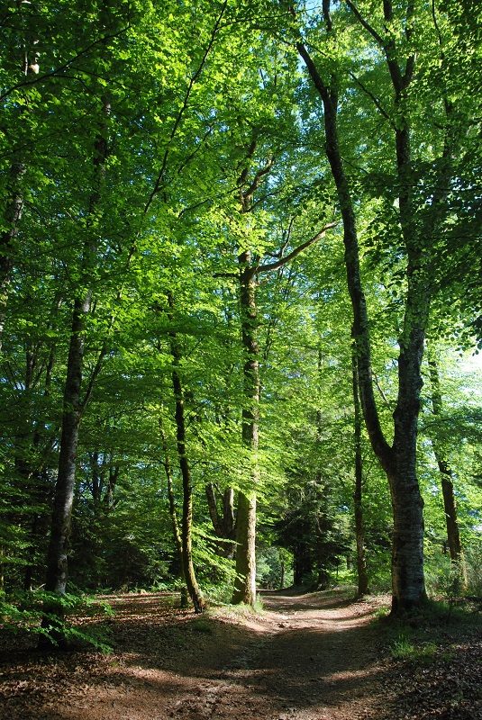 Etang de La Barde