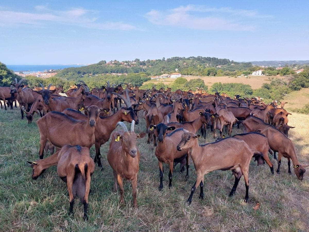 Ferme Hirigoingo-Borda