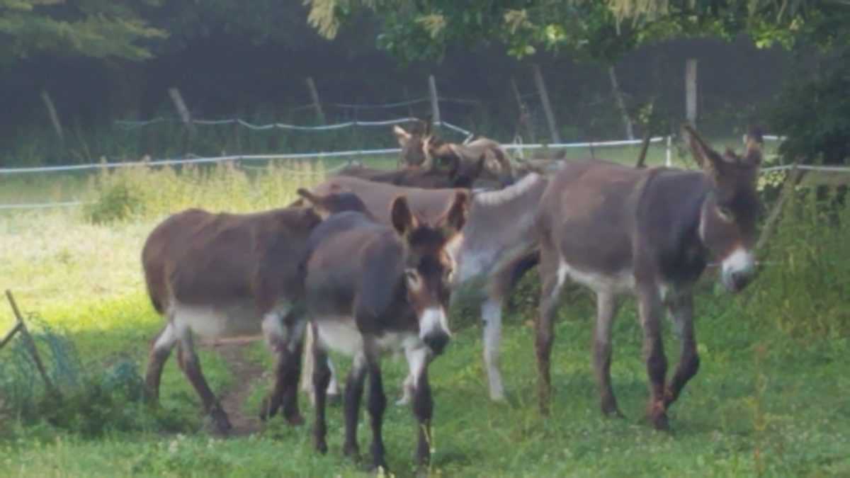 La Ferme de Rosny