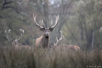 Brame du cerf en Sologne