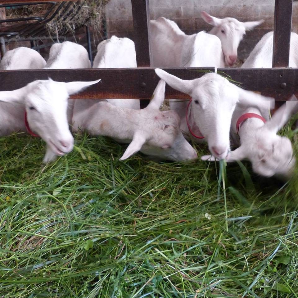 Ferme de Laspeyrières