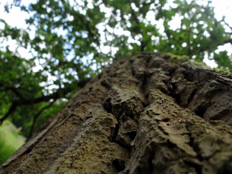 LA SECONDE VIE D’UN ARBRE