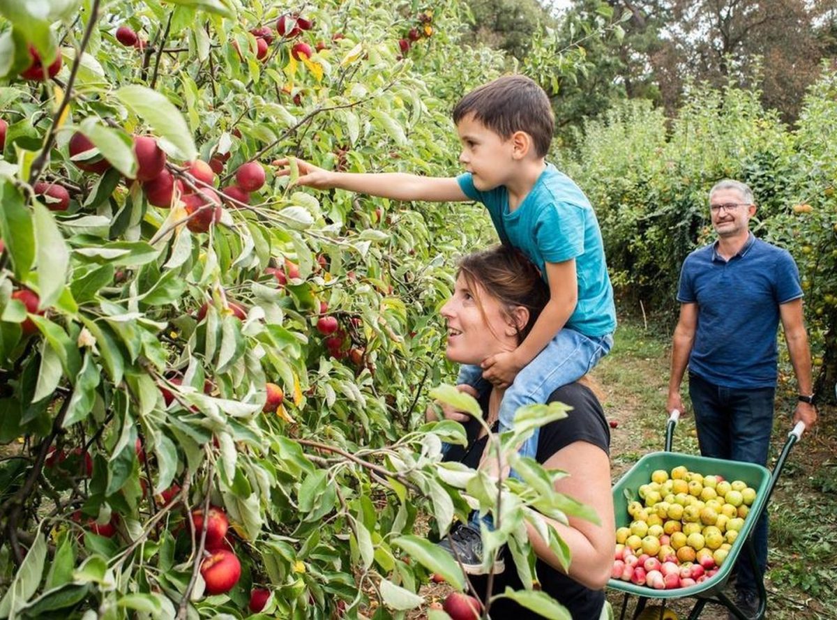 Animation à la Cueillette de L'Aragnon, autour des pommes