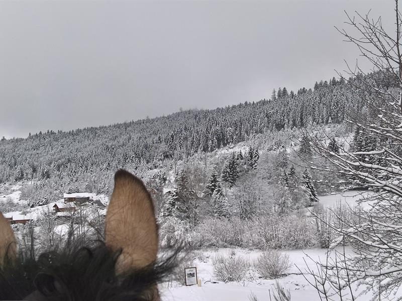 Écurie du Neu pré