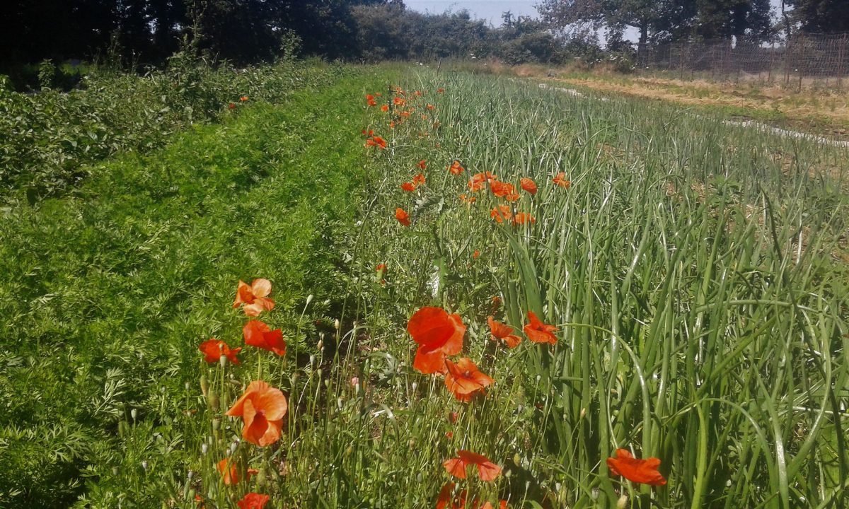 LES JARDINS DU BUREOU