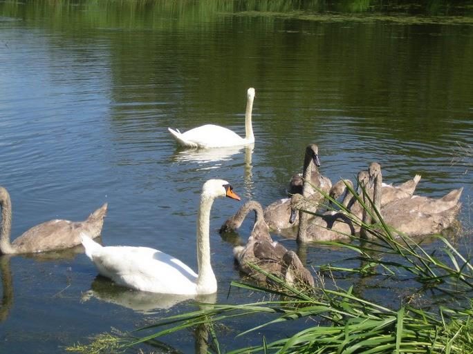 Etang de Seppois le Bas