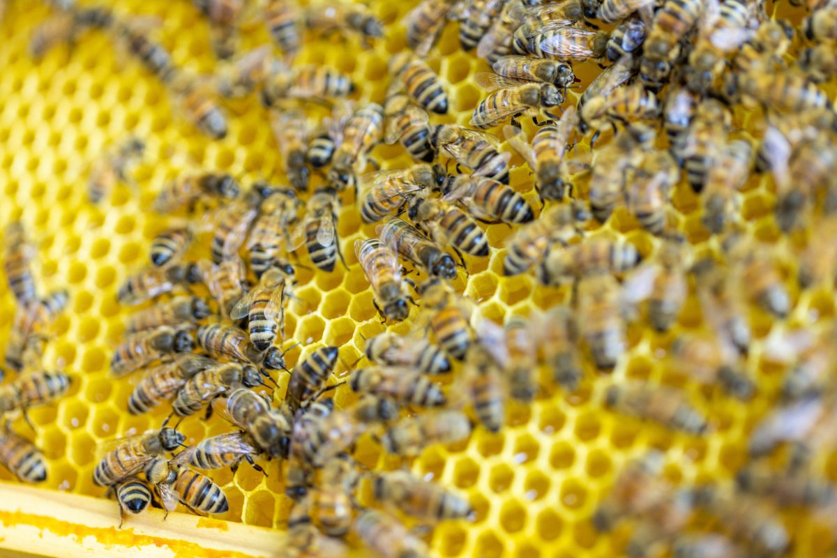 AUX SECRETS DES ABEILLES