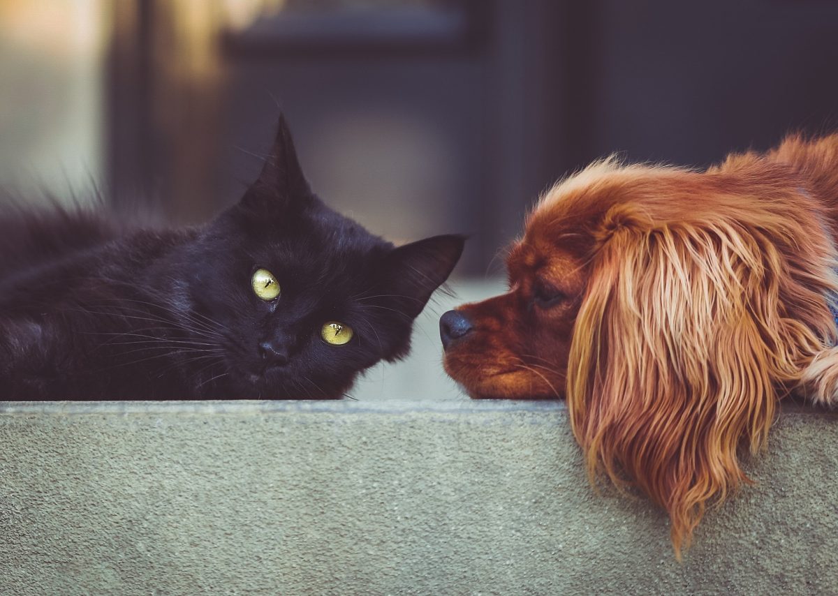 Atelier-conférence sur les animaux à la ferme : soins aux fleurs de Bach pour chiens et chats