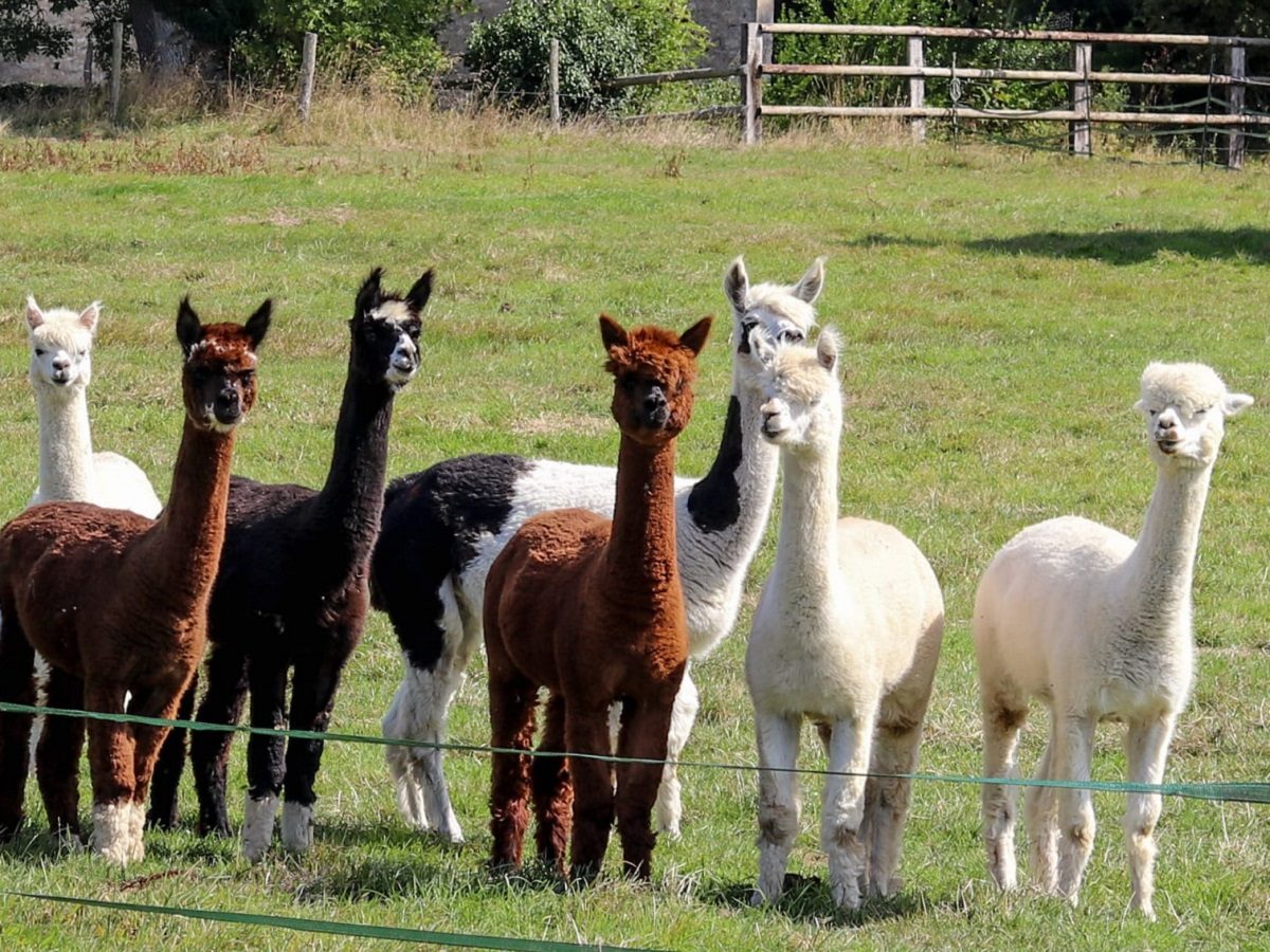 Alpaga Normandie - Animaux miniatures