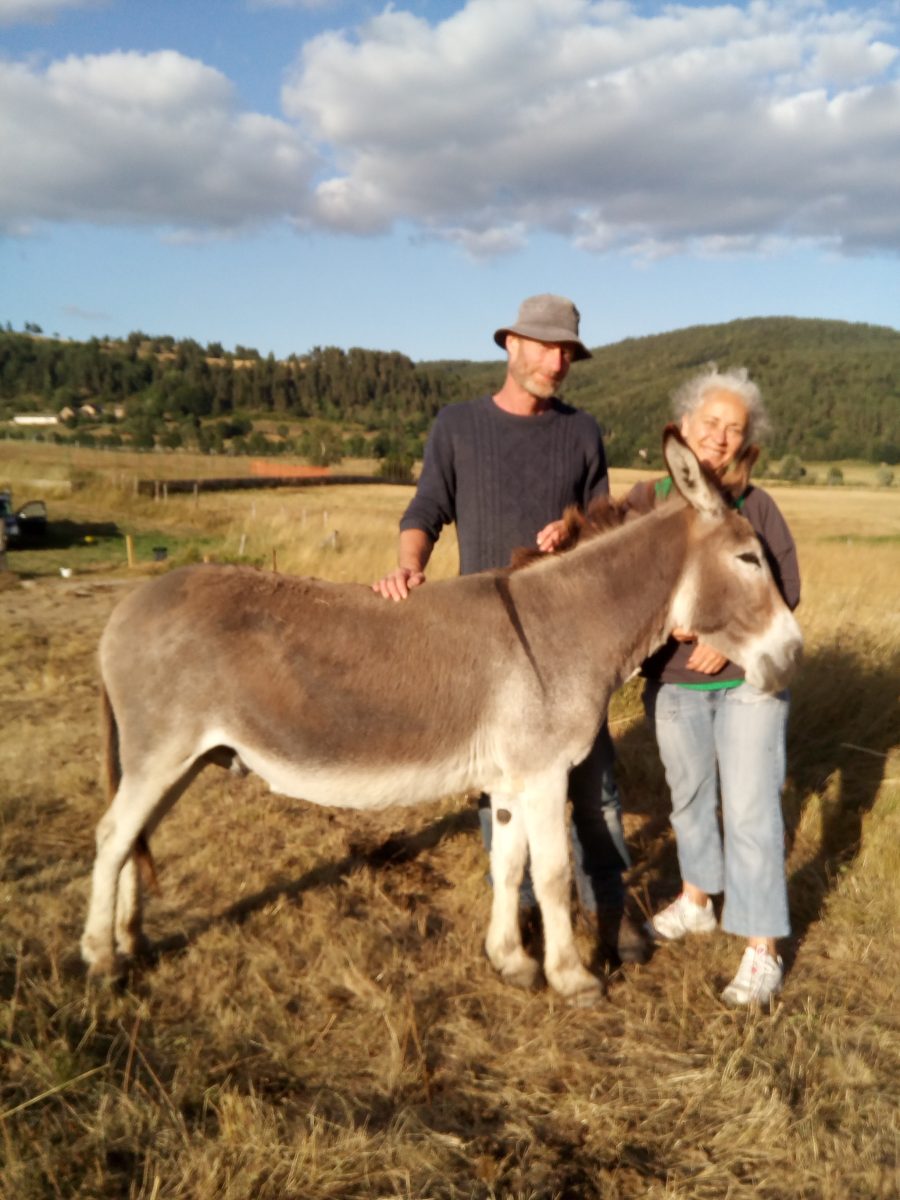 LES ÂNES EN MARGERIDE