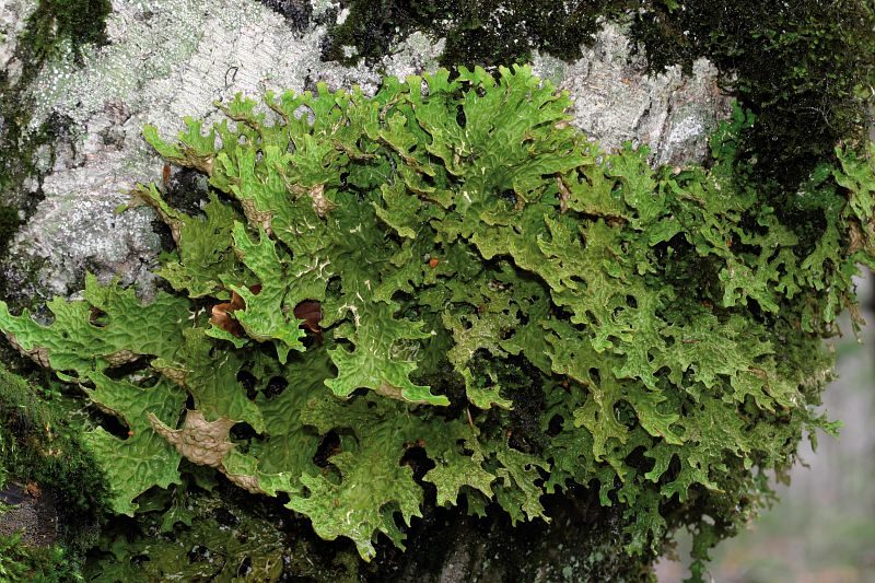 UN ETE AVEC LE PARC : LE MONDE MECONNU DES LICHENS