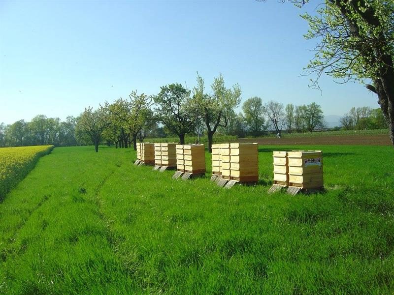 Le Rucher des Mûriers