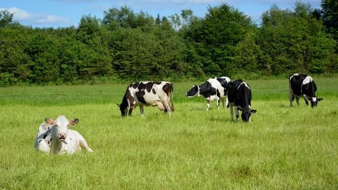 Ferme Gaec la colline des pies