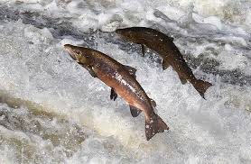 Terre sauvage Armurerie - Chasse - Pêche