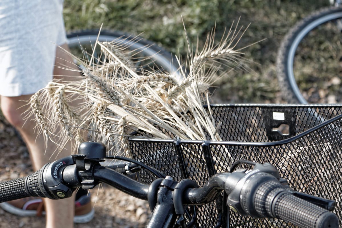 Location de vélos à assistance électrique