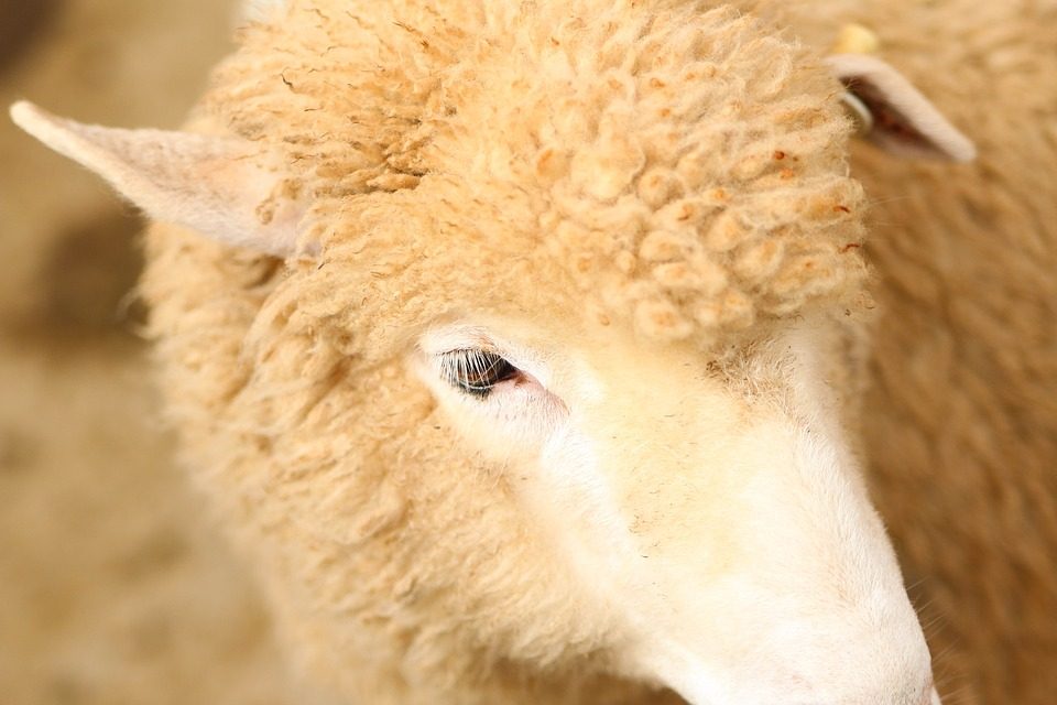 Stage enfants (5 à 8 ans) à la Ferme Cinsî