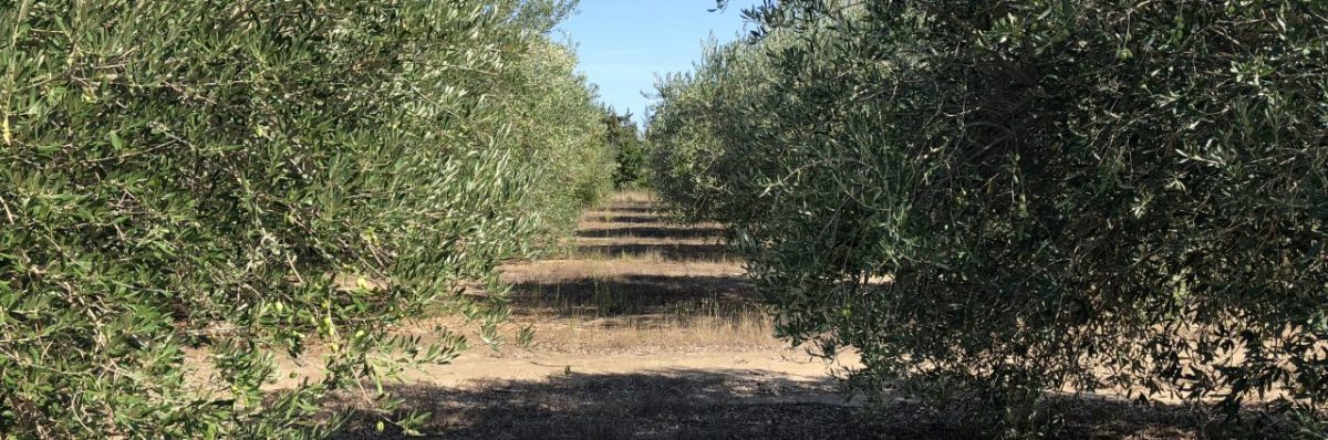 DOMAINE CHLODA