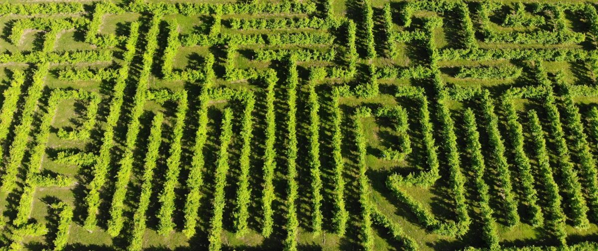 Labyrintruche